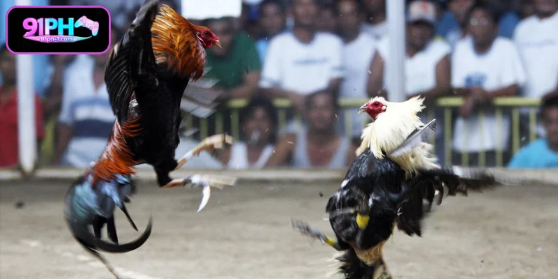 Tari design for fighting cock tips sa pag-aalaga ng sandata